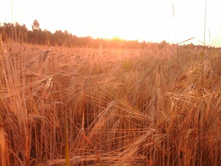 Скарби полісся