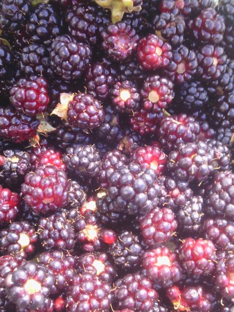 Ожина лісова